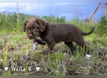 Wella, Wonder, Stevie und Summer suchen ein Zuhause