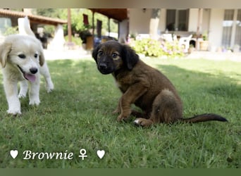 Britney und Brownie suchen ab August ein Zuhause