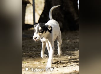 Ayleen sucht ein Zuhause