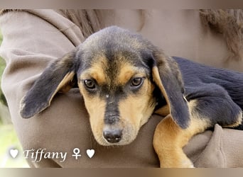 Update: vier Winzlinge  suchen ein Zuhause