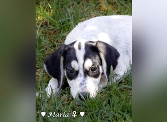Marla sucht ein Zuhause