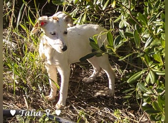 Update neue Bilder: Sechs Winzlinge  suchen ein Zuhause