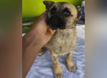 Ruby - ihre Schwester hat bereits ein Zuhause gefunden