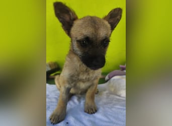 Ruby - ihre Schwester hat bereits ein Zuhause gefunden