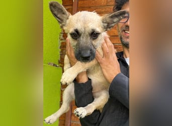Ruby - ihre Schwester hat bereits ein Zuhause gefunden