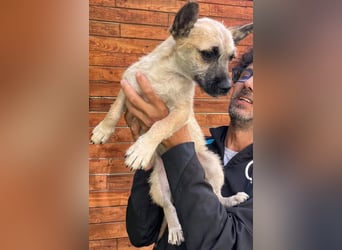 Ruby - ihre Schwester hat bereits ein Zuhause gefunden
