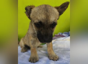 Ruby - ihre Schwester hat bereits ein Zuhause gefunden