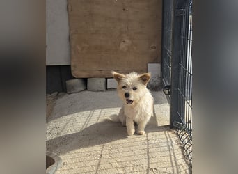 Imani - heisst Glaube und wir glauben an ein Happy End