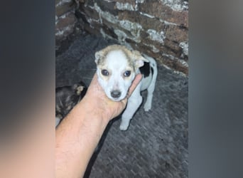 Molly sucht Dich - ja Dich