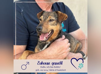 Bobby - fast zweijähriger sucht sein Zuhause - vielleicht bei Dir ?