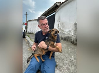 Bobby - fast zweijähriger sucht sein Zuhause - vielleicht bei Dir ?