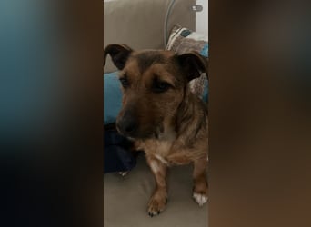 Hermine - liebe, soziale und verspielte Junghündin