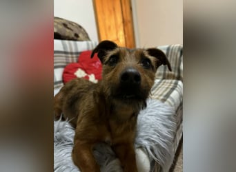 Hermine - liebe, soziale und verspielte Junghündin