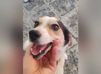 Lora - kleine liebenswerte Hundedame sucht ihr Zuhause für immer - bei Dir?