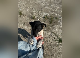 Anne - sucht einen Menschen der sie findet und lieb hat