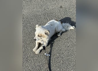 Mischa - wo bist Du - ihr Forever Home