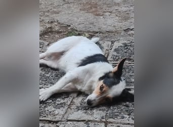 Lora - kleine liebenswerte Hundedame sucht ihr Zuhause für immer - bei Dir?
