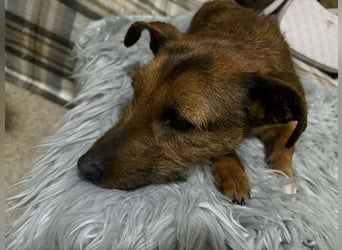 Hermine - liebe, soziale und verspielte Junghündin