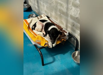 Anne - sucht einen Menschen der sie findet und lieb hat