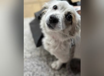 Mischa - wo bist Du - ihr Forever Home