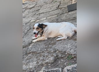 Lora - kleine liebenswerte Hundedame sucht ihr Zuhause für immer - bei Dir?