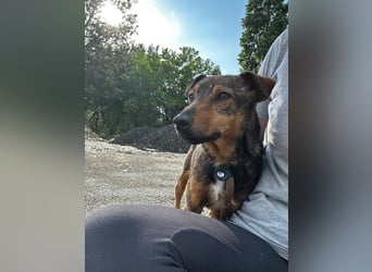 Bobby - fast zweijähriger sucht sein Zuhause - vielleicht bei Dir ?
