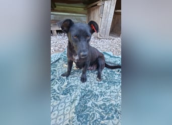 Alma - tapfere kleine Seele sucht ihre Chance bei dir ?