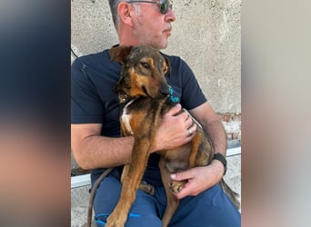 Bobby - fast zweijähriger sucht sein Zuhause - vielleicht bei Dir ?