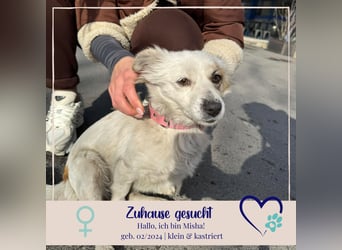 Mischa - wo bist Du - ihr Forever Home