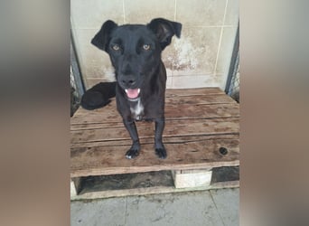 Alma - tapfere kleine Seele sucht ihre Chance bei dir ?
