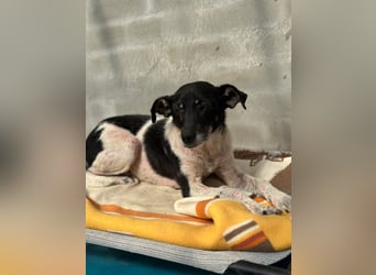 Anne - sucht einen Menschen der sie findet und lieb hat