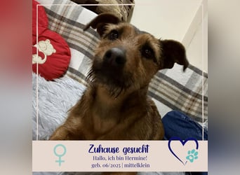 Hermine - liebe, soziale und verspielte Junghündin