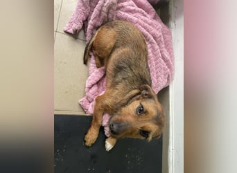 Hermine - liebe, soziale und verspielte Junghündin