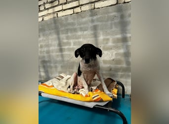 Anne - sucht einen Menschen der sie findet und lieb hat