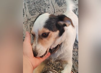 Lora - kleine liebenswerte Hundedame sucht ihr Zuhause für immer - bei Dir?