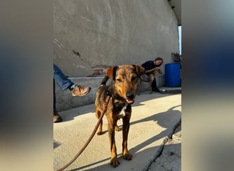 Bobby - fast zweijähriger sucht sein Zuhause - vielleicht bei Dir ?