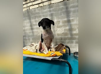 Anne - sucht einen Menschen der sie findet und lieb hat