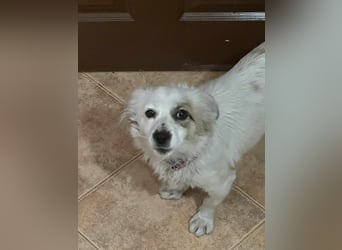 Mischa - wo bist Du - ihr Forever Home