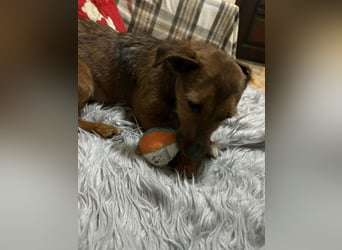 Hermine - liebe, soziale und verspielte Junghündin