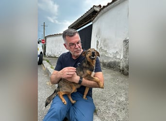 Bobby - fast zweijähriger sucht sein Zuhause - vielleicht bei Dir ?