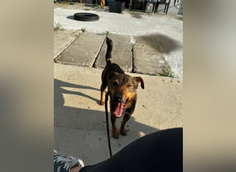 Bobby - fast zweijähriger sucht sein Zuhause - vielleicht bei Dir ?
