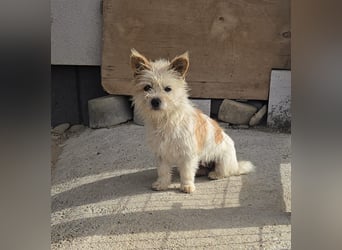 Imani - heisst Glaube und wir glauben an ein Happy End