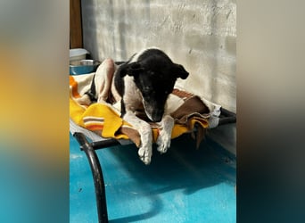 Anne - sucht einen Menschen der sie findet und lieb hat