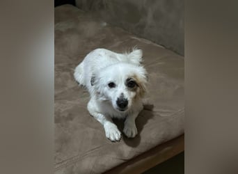 Mischa - wo bist Du - ihr Forever Home