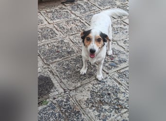 Lora - kleine liebenswerte Hundedame sucht ihr Zuhause für immer - bei Dir?