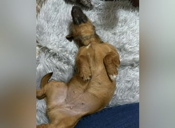 Hermine - liebe, soziale und verspielte Junghündin