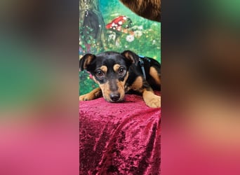 Jade, bildhübsches Mischlingsmädchen geb. 2025