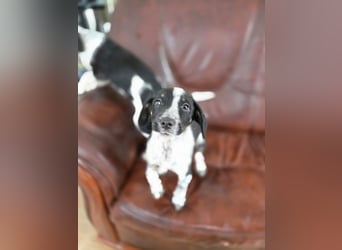 Linett, süßes Mischlings Welpen Mädchen geb. 2025