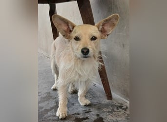 Füles, liebes Terrier Mix Mädchen geb. 05/2021