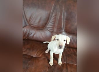 Lupo, freundliches Hundekind geb. 2025